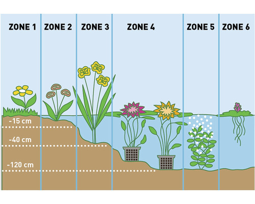 Ilustrace jezírkových zón s různými vodními rostlinami a hloubkovými údaji