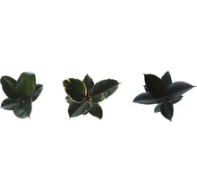 Gumovník mix FloraSelf Ficus elastica výška cca 30 cm květináč Ø 14 cm 1 ks, různé druhy