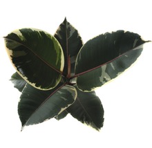 Gumovník mix FloraSelf Ficus elastica výška cca 30 cm květináč Ø 14 cm 1 ks, různé druhy