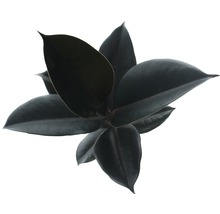 Gumovník mix FloraSelf Ficus elastica výška cca 30 cm květináč Ø 14 cm 1 ks, různé druhy