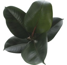 Gumovník mix FloraSelf Ficus elastica výška cca 30 cm květináč Ø 14 cm 1 ks, různé druhy