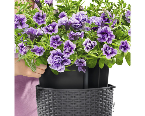 Visící petúnie v květináči Lechuza