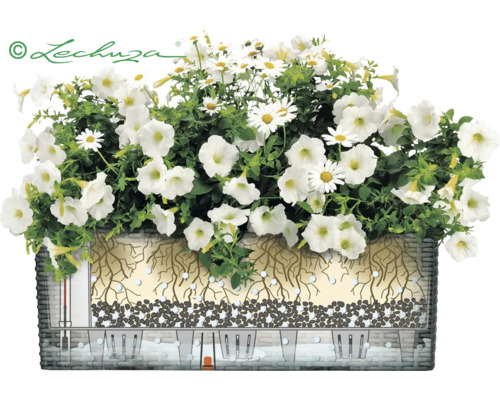 Ilustrovaný truhlík se zavlažovacím systémem a bílými květy