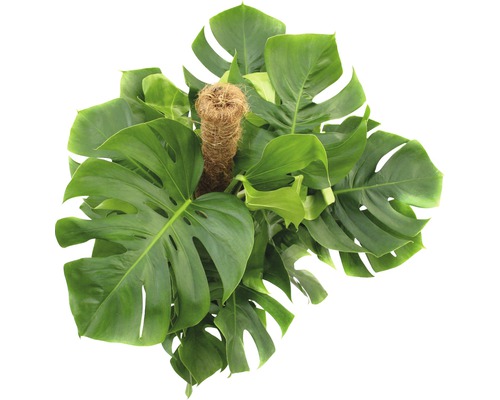 Pokojová rostlina Monstera s podpěrou pro popínání