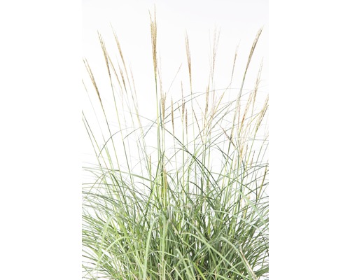 Detail čínské trávy