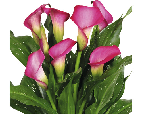 Růžová pokojová kala se zelenými listy