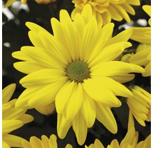 Chryzantéma FloraSelf Chrysanthemum indicum 'Tapas Time' květináč Ø 23 cm žlutá
