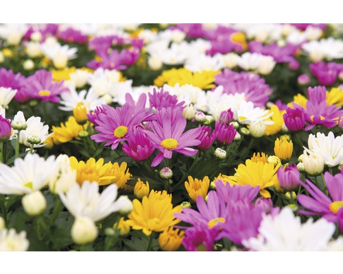 Detailní záběr chryzantém v bílé, žluté a fialové barvě