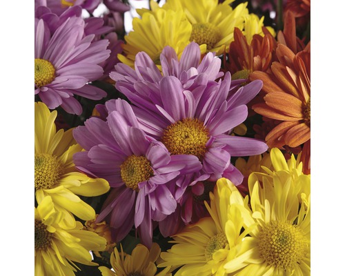 Detail květů chryzantém