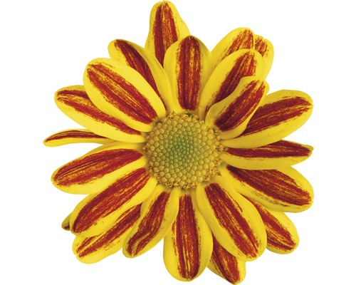 Detailní záběr chryzantémy s pruhovanými okvětními lístky