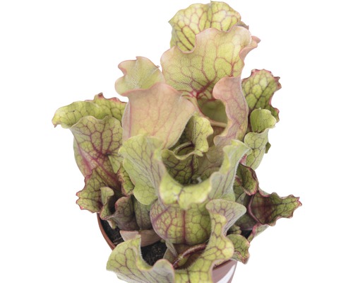 Masožravá rostlina v květináči