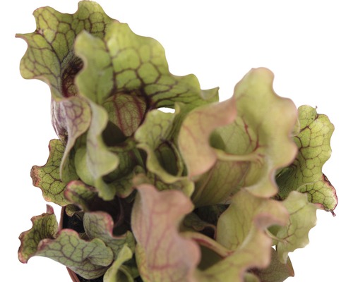 Masožravá rostlina v květináči, Sarracenia