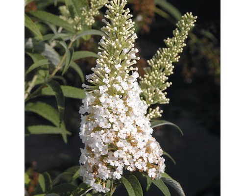 Motýlí keř, komule Davidova bílá FloraSelf Buddleja davidii 60-80 cm květináč 3 l Detail bílého květu komule