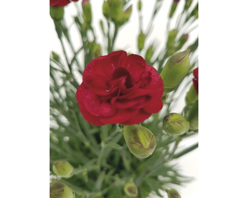 Červený karafiát se zelenými poupaty