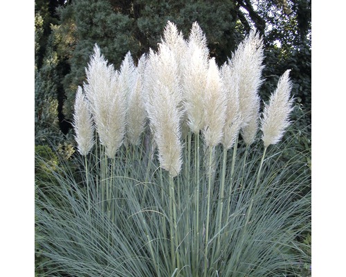 Kortaderie dvoudomá zakrslá FloraSelf Cortaderia selloana 'Pumila' výška 50-80 cm květináč 15 l