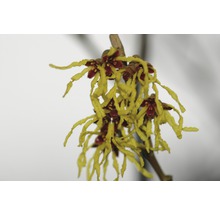 Vilín prostřední světle žlutý FloraSelf Hamamelis intermedia 'Arnold Promise' výška 40-60 cm květináč 5 l, kvetoucí v zimě