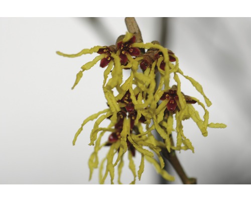 Květenství vilínu s žlutými okvětními lístky a červenými kališními lístky