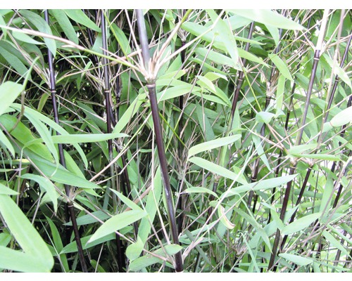 Bambus Fargesia nitida Black Pearl 40-50 cm květináč 3 l