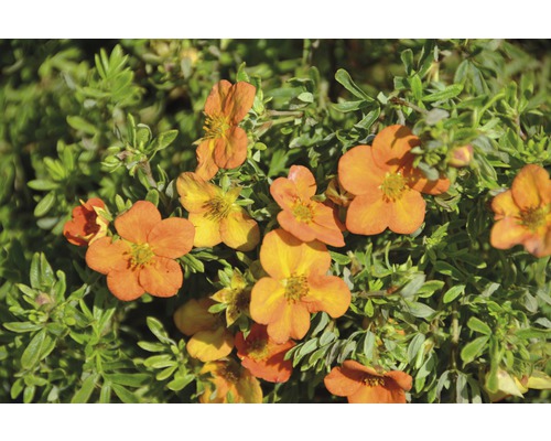Mochnovec křovitý Potentilla fruticosa "Bella Sol"® 30-40 cm květináč 4,5 l Oranžově kvetoucí rostlina mochny s zelenými listy.