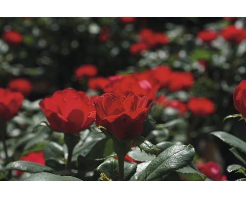 Detailní záběr červených květů růží v zahradě.