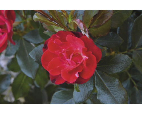 Detail červené růže se zelenými listy