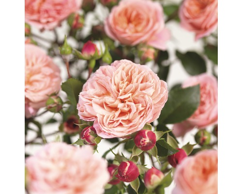 Růže popínavá COURTYARD® FloraSelf Rosa Pirouette® výška 100-120 cm květináč 5 l Detailní pohled na růžové květy růží a poupata