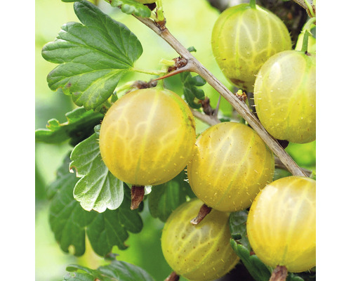 Angrešt žlutý beztrnný Hof:Obst Ribes uva-crispa 'Solemio' výška 30-40 cm květináč 3,4 l