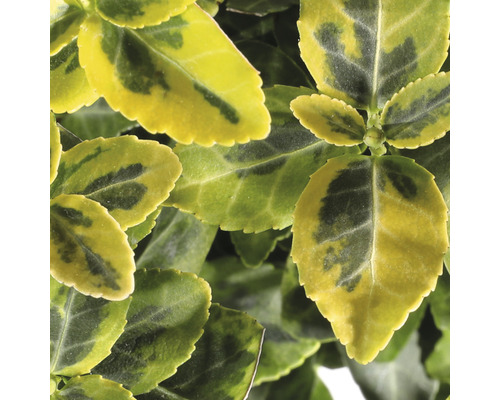 Brslen Fortunův žlutě panašovaný FloraSelf Euonymus fortunei 'Emerald 'n' Gold' 15-20 cm květináč 2 l