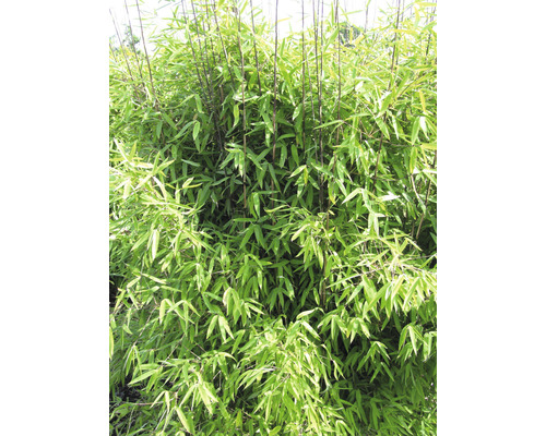 Bambus Fargesia hybrid 'Winter Joy' 40-50 cm květináč 3 l