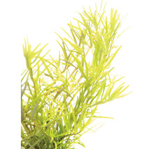 Vodní rostlina pro dekoraci akvárií