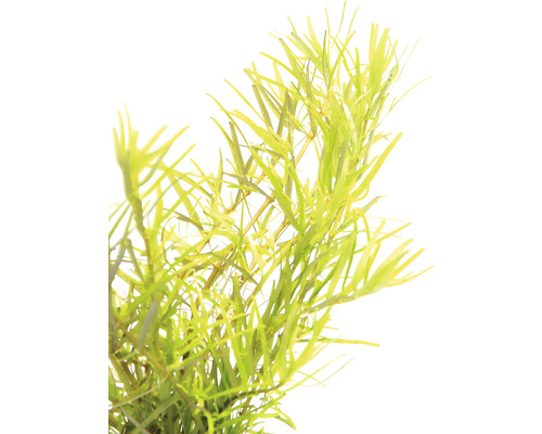 Vodní rostlina pro dekoraci akvárií