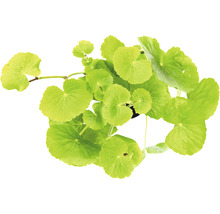 Pupečník asijský v květináči