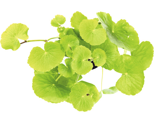 Pupečník asijský v květináči