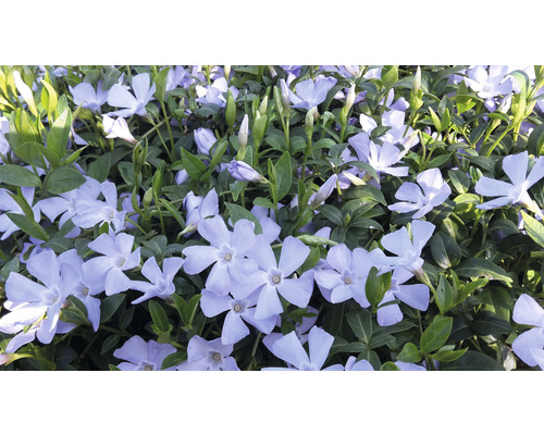 Barvínek menší FloraSelf Vinca minor 'Valentin' 5/7 výhonků květináč Ø 9 cm