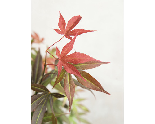 Javor dlanitolistý červený Acer palmatum 'Atropurpureum' výška 40-50 květináč 3 l Detail javorových listů