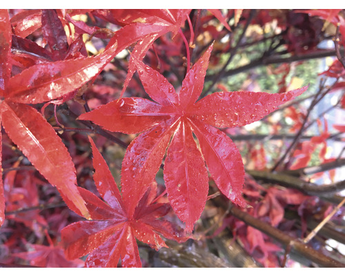 Detailní záběr javorových listů