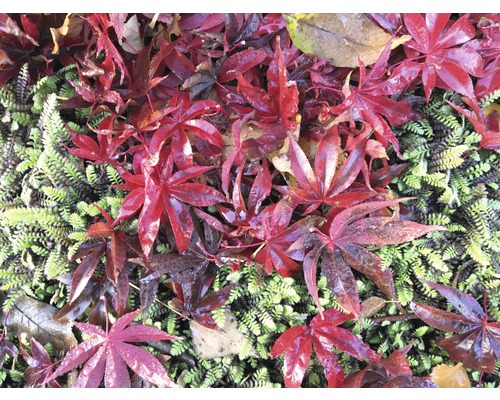 Červené javorové listy na zelené vegetaci