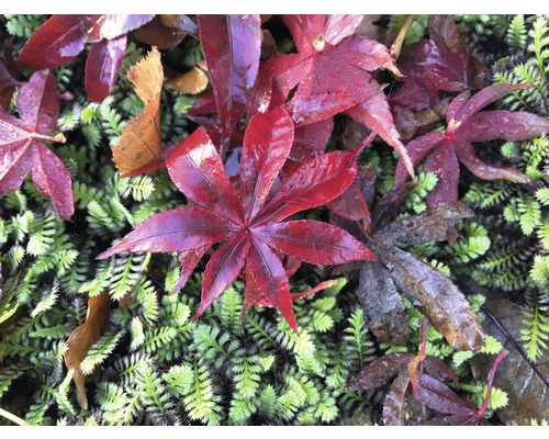 Červené javorové listy leží na zeleném mechovém povrchu