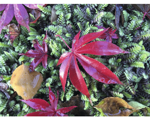 Červené javorové listy na mechu