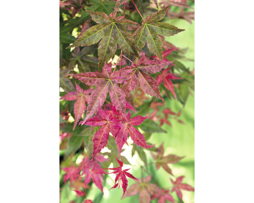 Javor dlanitolistý japonský Acer palmatum 'Beni Maiko' výška 30-40 cm květináč 3 l