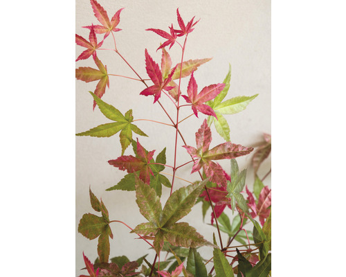 Javor japonský s vícebarevnými listy