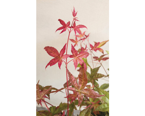 Detailní záběr javoru s červenými listy