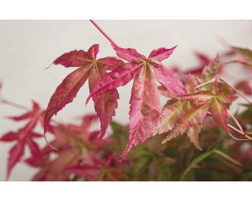 Detail javorových listů