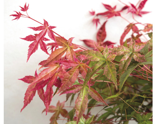 Detailní záběr japonského javoru s červenými a zelenými listy.