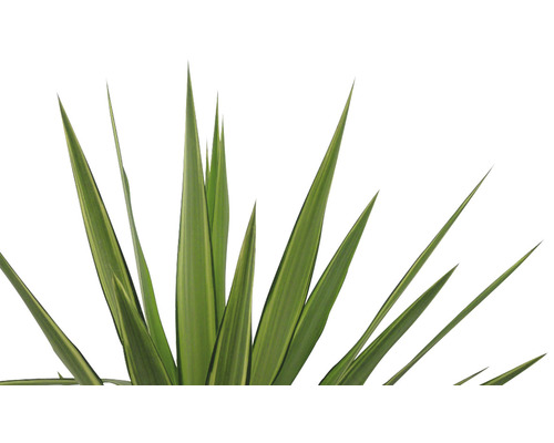 Novozélandská tráva s dlouhými, úzkými listy