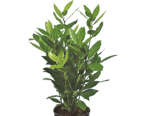 Vavřín v květináči