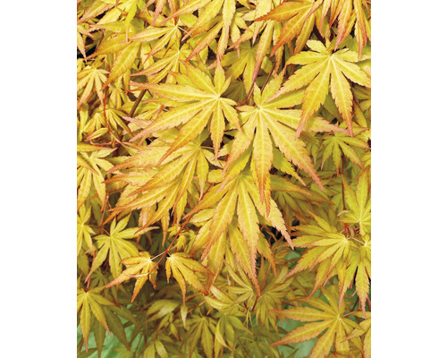Javor dlanitolistý převislý Acer palmatum 'Cascade Gold' polokmen 40 cm květináč 3 l