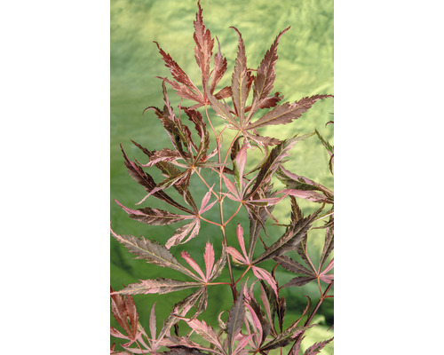 Javor dlanitolistý Acer palmatum 'Extravaganza' 40-50 květináč 3 l