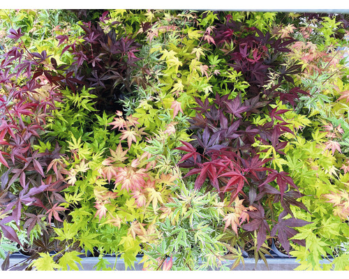 Javor dlanitolistý různobarevný Acer palmatum 'Festival' 40-50 cm květináč 3 l Různé mladé javory v květináči