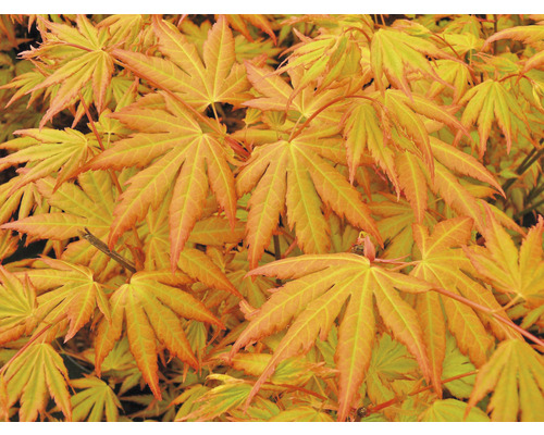 Javor dlanitolistý oranžový Acer palmatum 'Orange Dream' výška 50-60 cm květináč 3 l